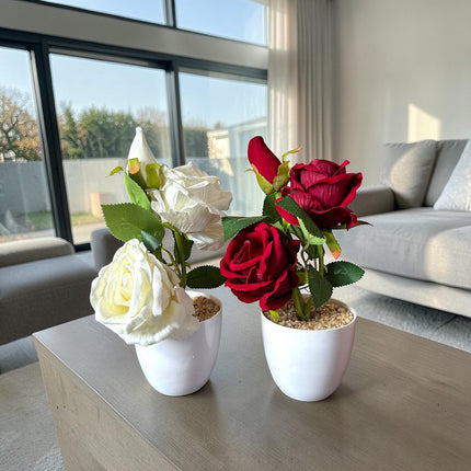 Arreglo de Rosas Dobles en Maceta Colores